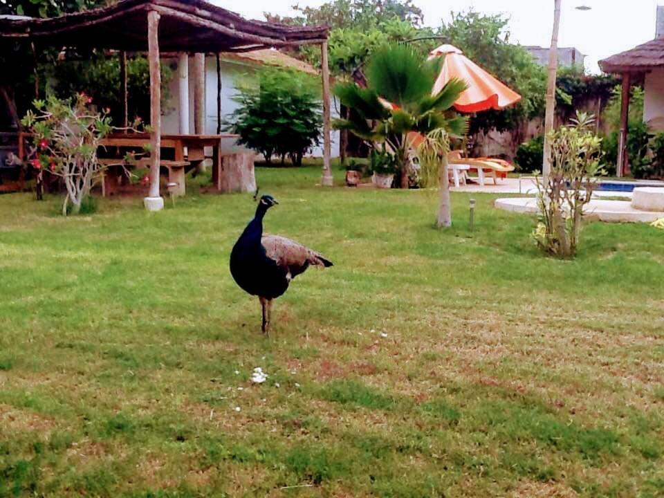 Jardin D'Afrique Hotel ซาลี ปอร์ตูดัล ห้อง รูปภาพ